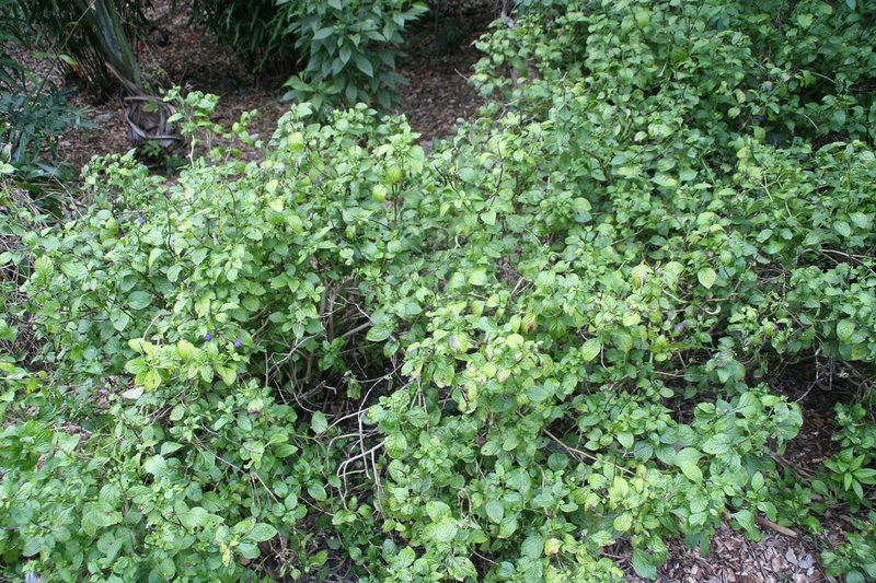 Nettleleaf Velvetberry photo 7