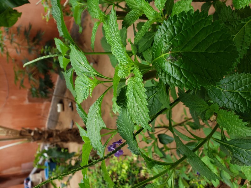 Nettleleaf Velvetberry photo 8