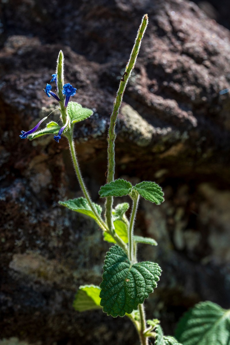 Stachytarpheta vianae