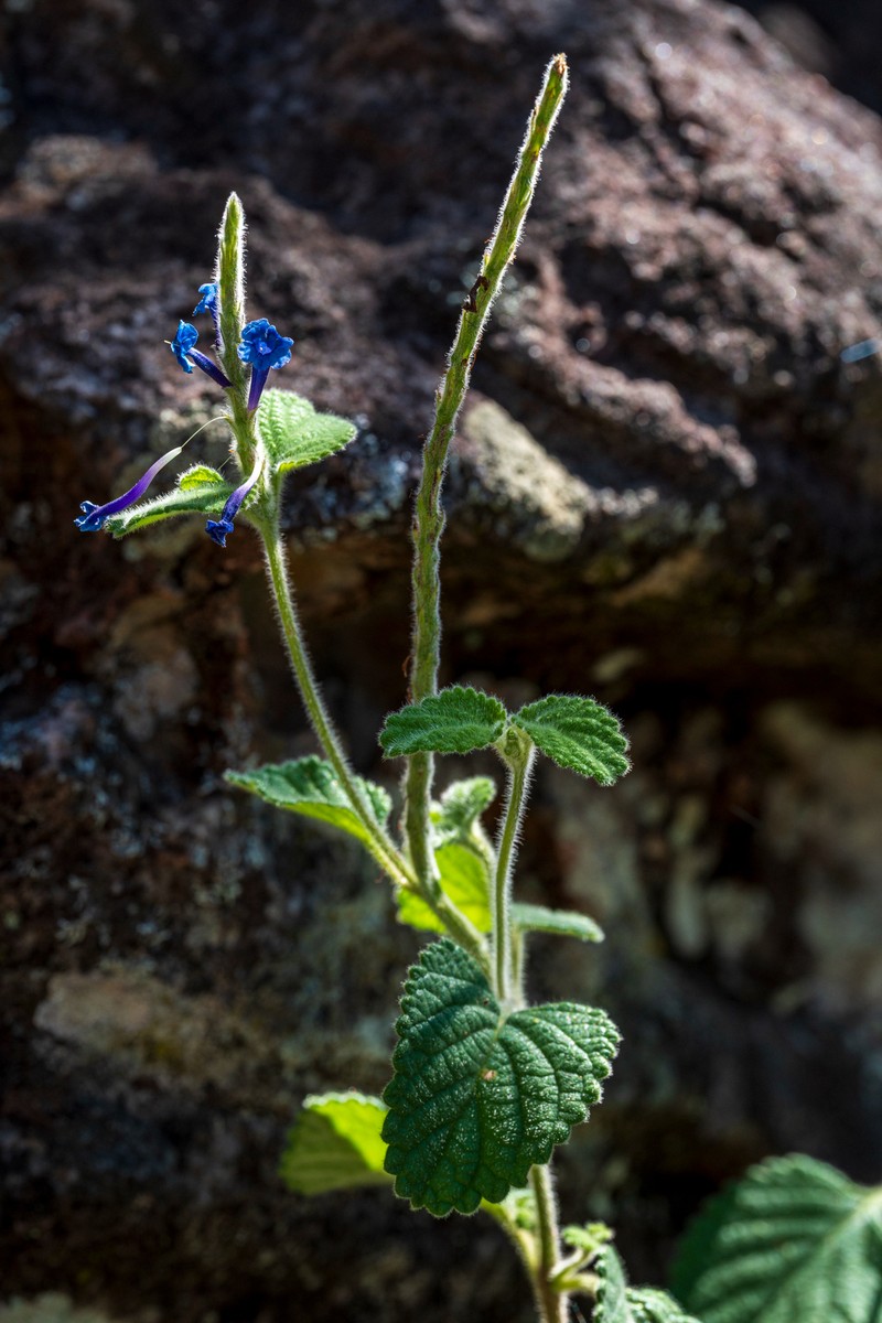 Stachytarpheta vianae photo 2