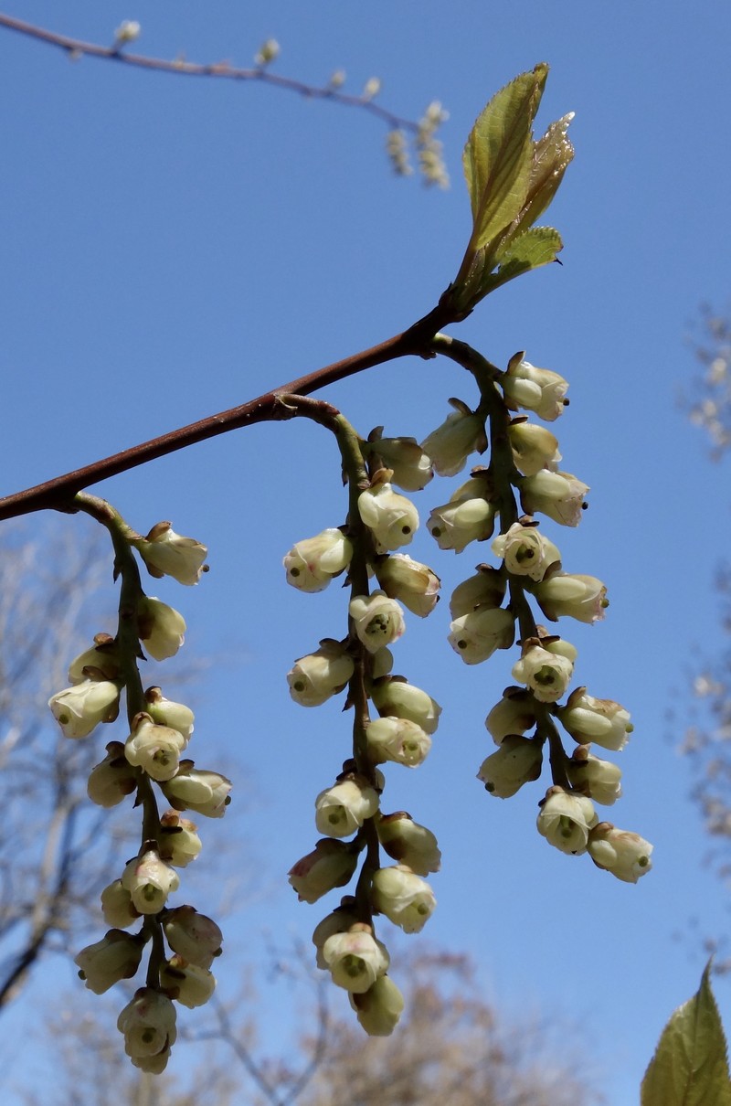 Stachyurus praecox