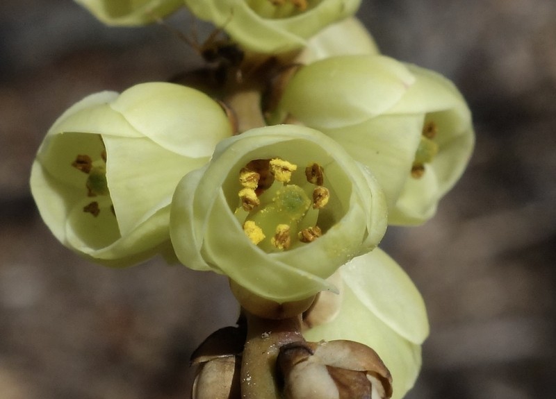 Stachyurus praecox photo 2