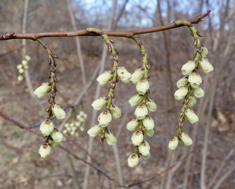 Stachyurus praecox photo 3