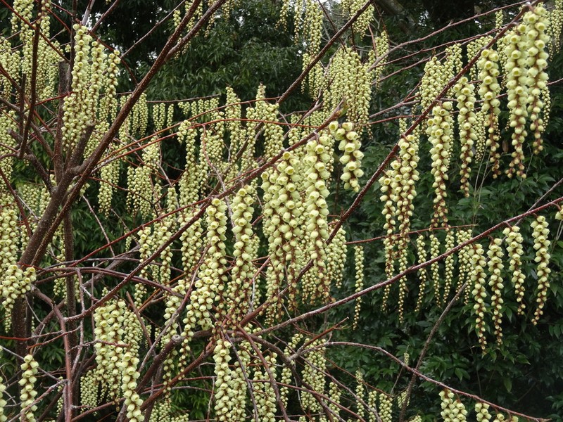 Stachyurus praecox photo 4