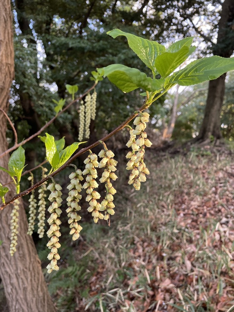 Stachyurus praecox photo 5
