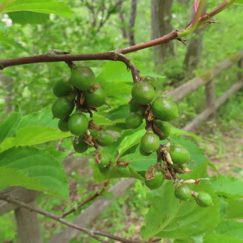 Stachyurus praecox photo 6