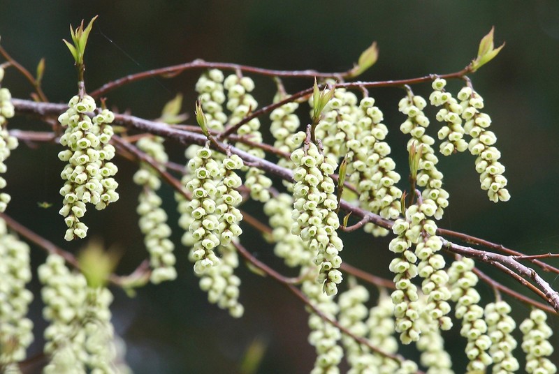 Stachyurus praecox photo 7