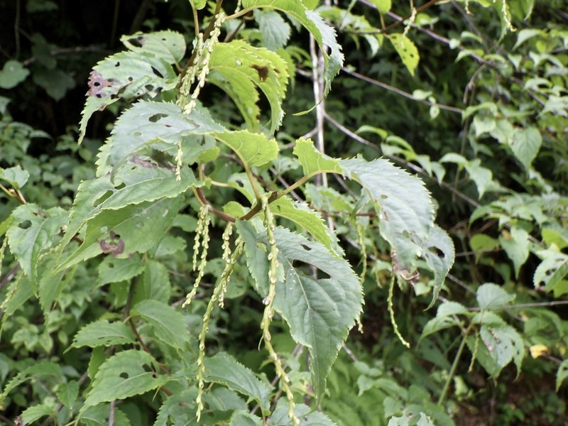 Stachyurus praecox photo 8