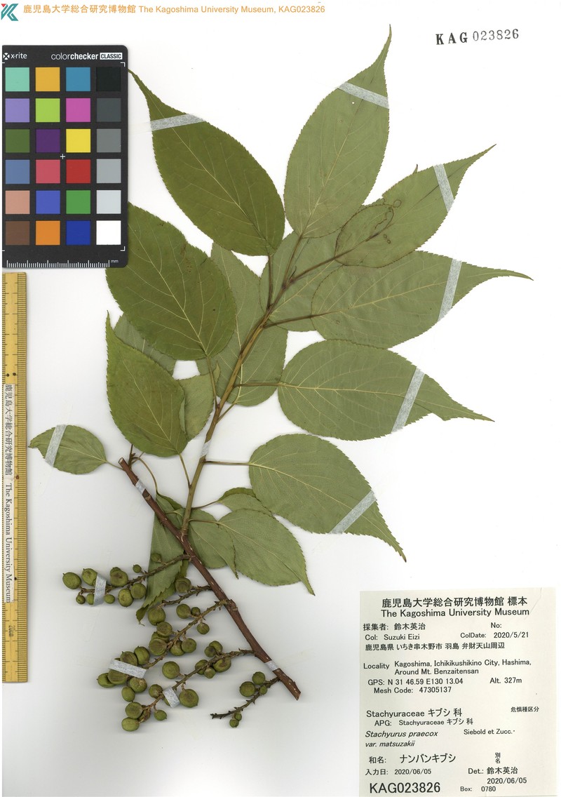 Stachyurus praecox var. matsuzakii