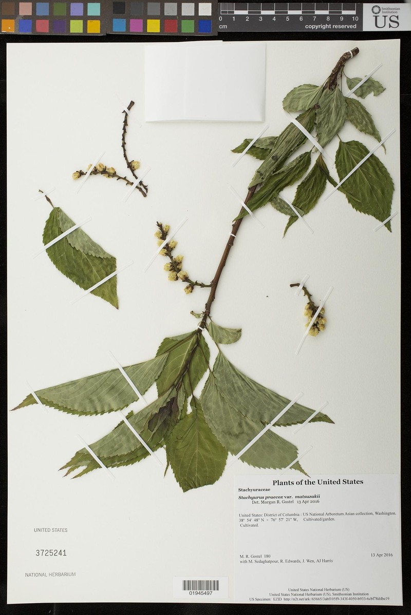 Stachyurus praecox var. matsuzakii photo 2