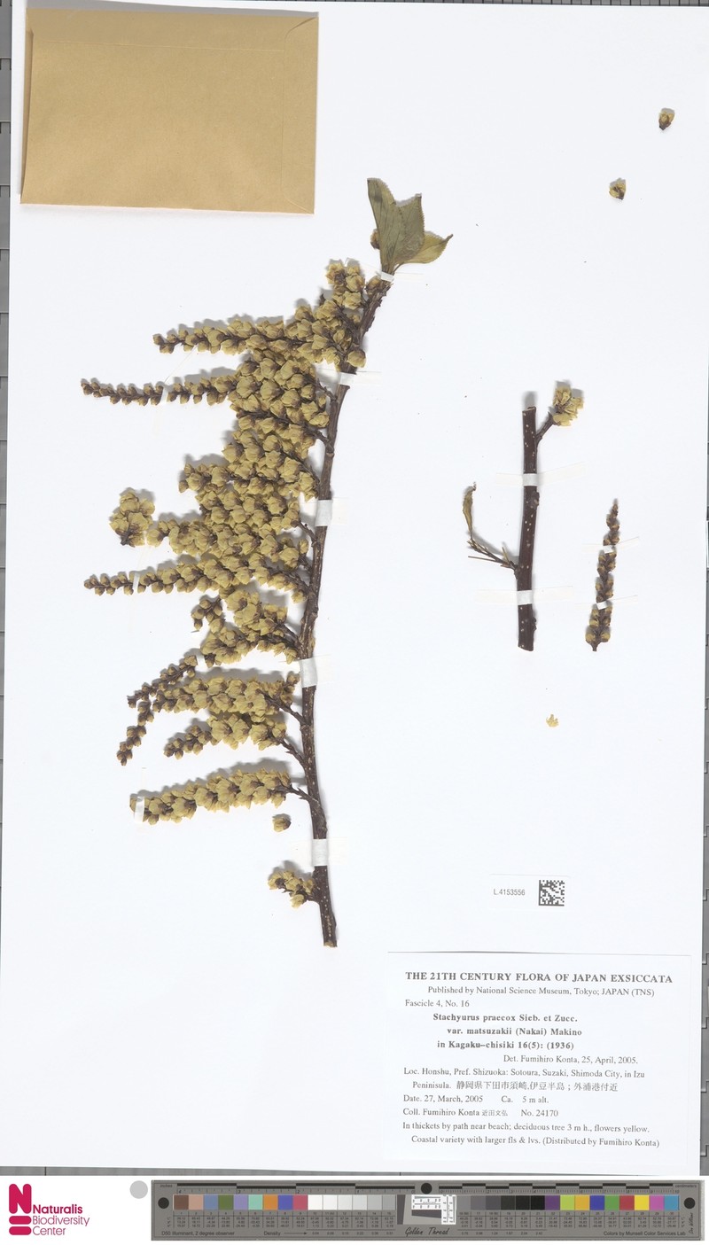 Stachyurus praecox var. matsuzakii photo 3