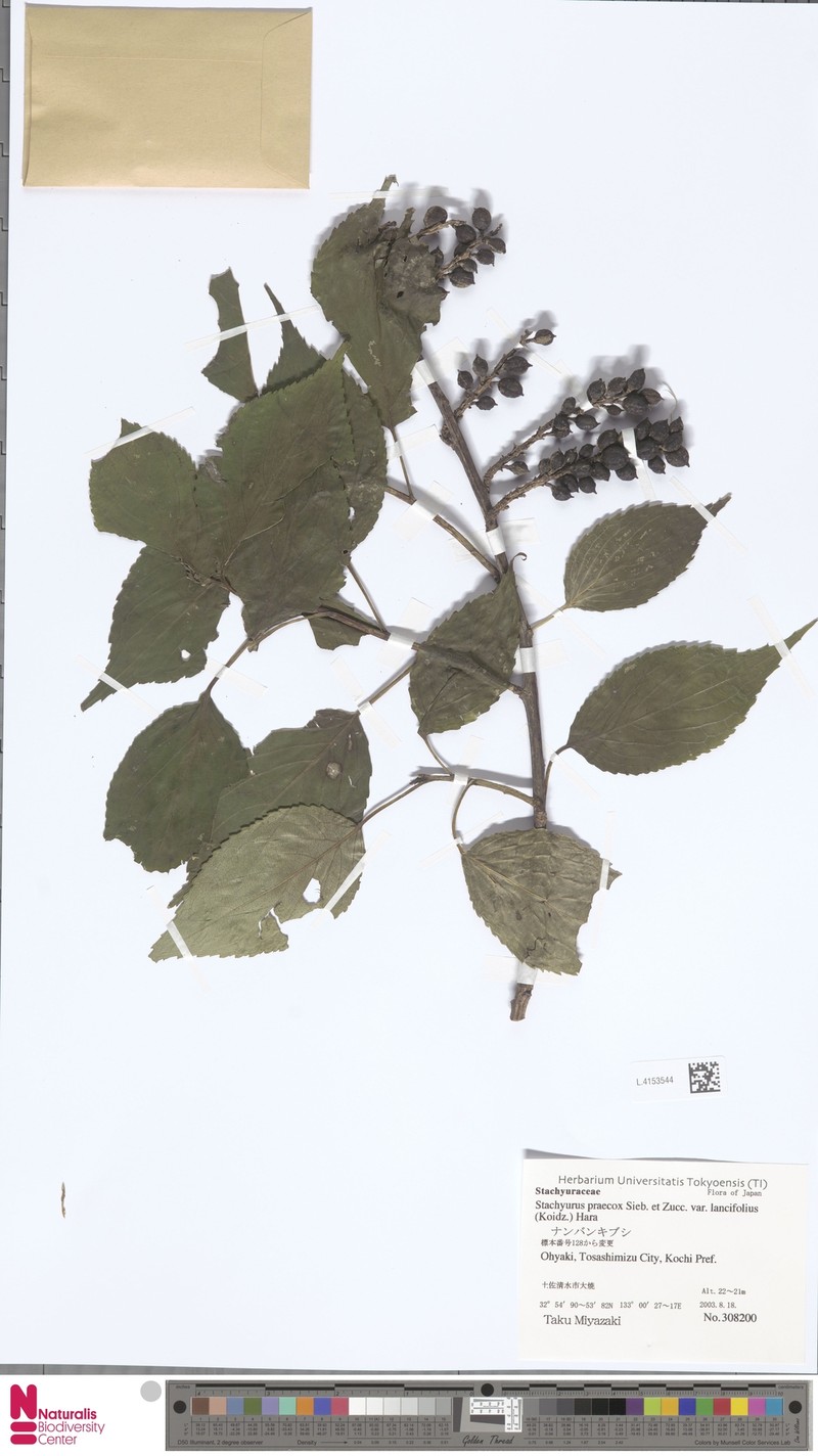 Stachyurus praecox var. matsuzakii photo 4