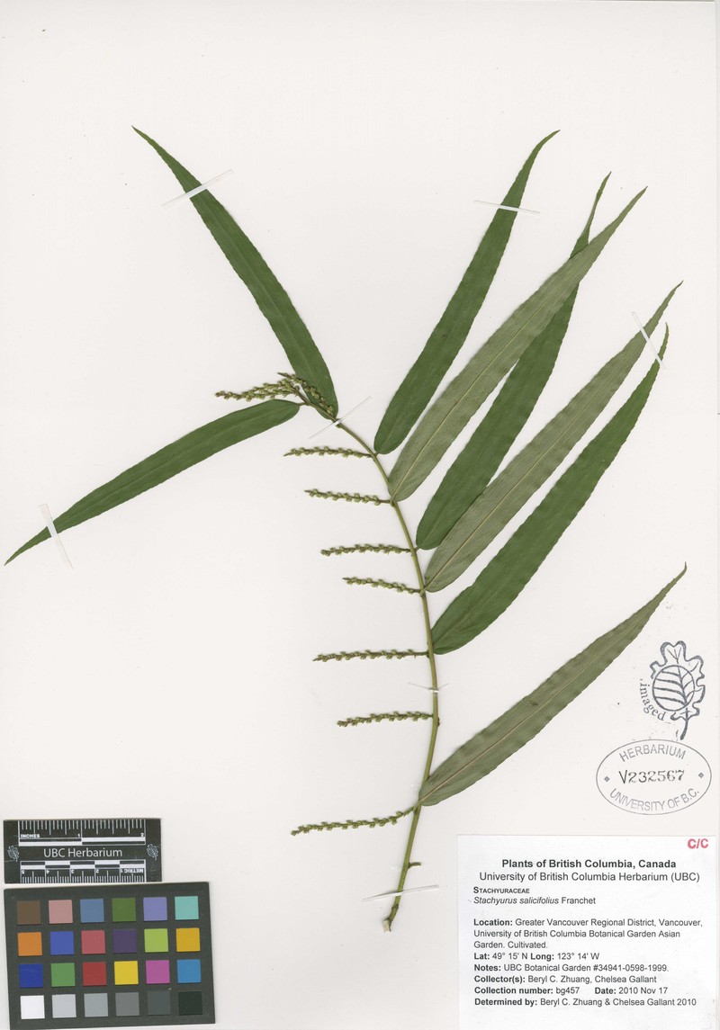 Stachyurus salicifolius photo 3