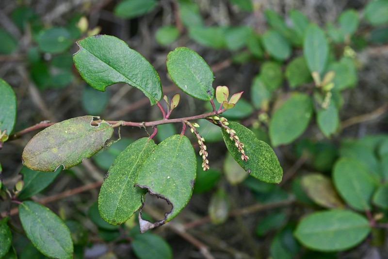 Stachyurus yunnanensis