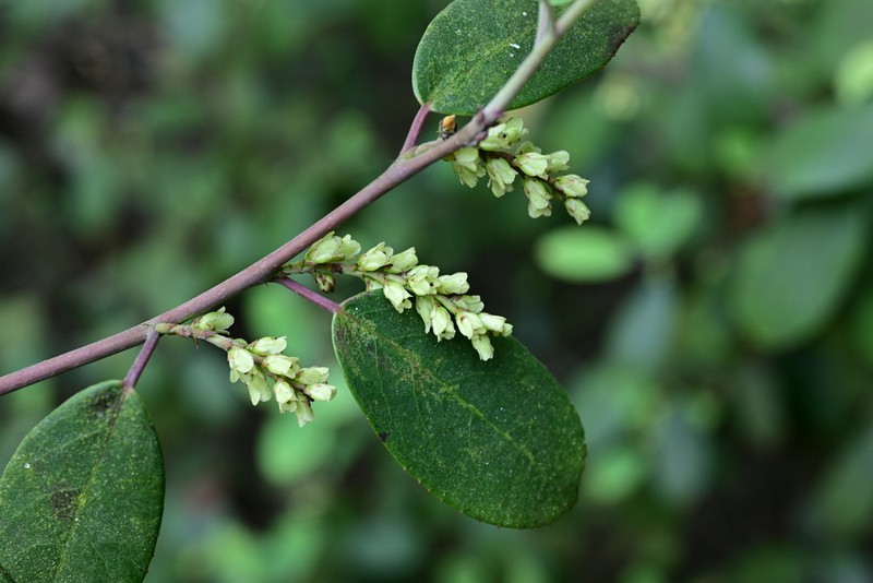 Stachyurus yunnanensis photo 2