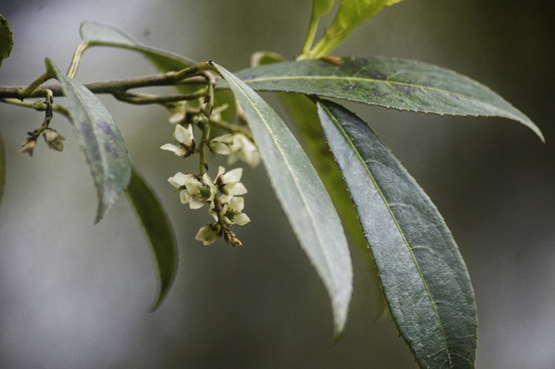 Stachyurus yunnanensis photo 3