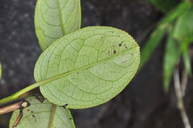 Stachyurus yunnanensis photo 4