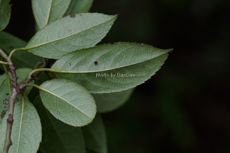 Stachyurus yunnanensis photo 5