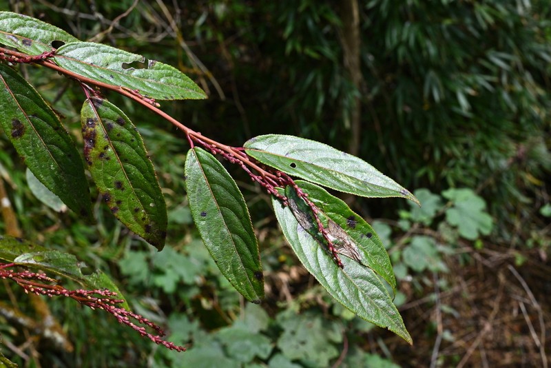 Stachyurus yunnanensis photo 6