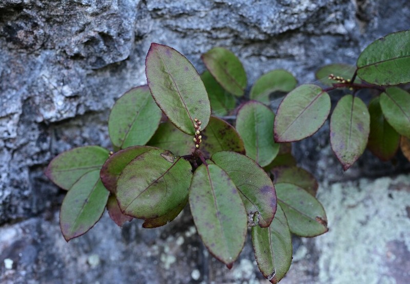 Stachyurus yunnanensis photo 7