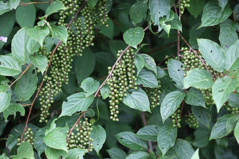 Stachyurus yunnanensis photo 8
