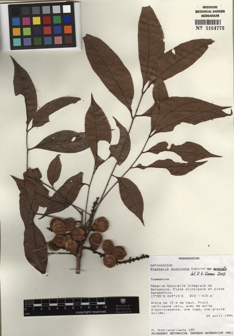 Stadtmannia acuminata var. acuminata