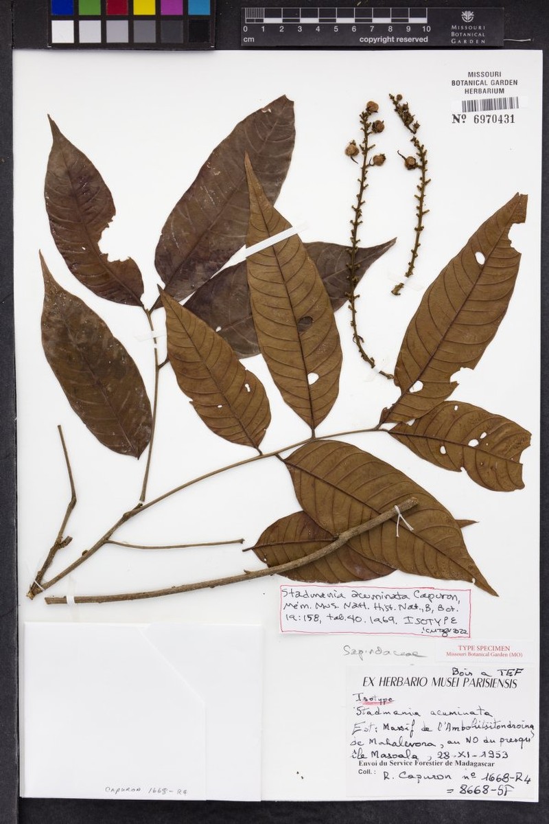 Stadtmannia acuminata var. acuminata photo 2