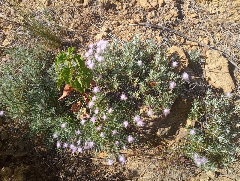 Staehelina baetica