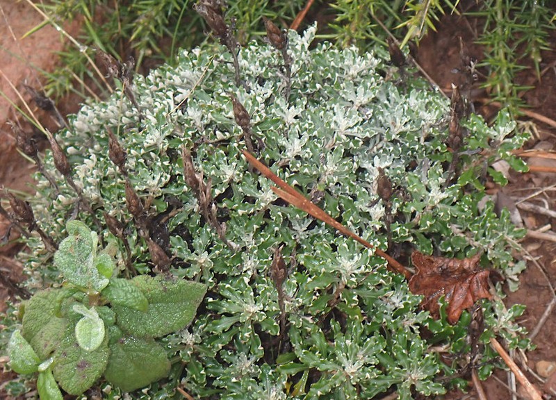 Staehelina baetica photo 3
