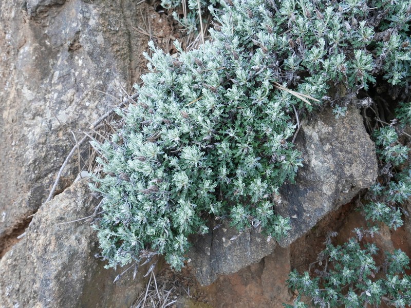 Staehelina baetica photo 5