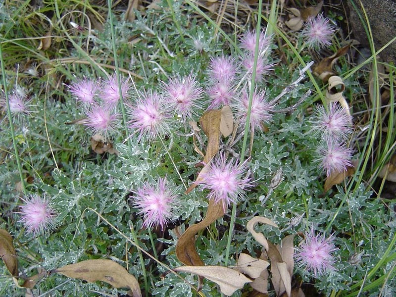 Staehelina baetica photo 6