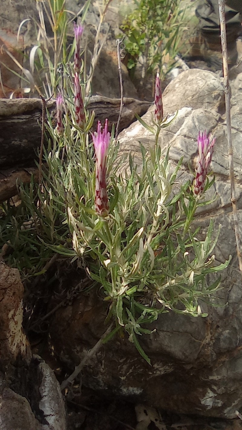 Staehelina dubia