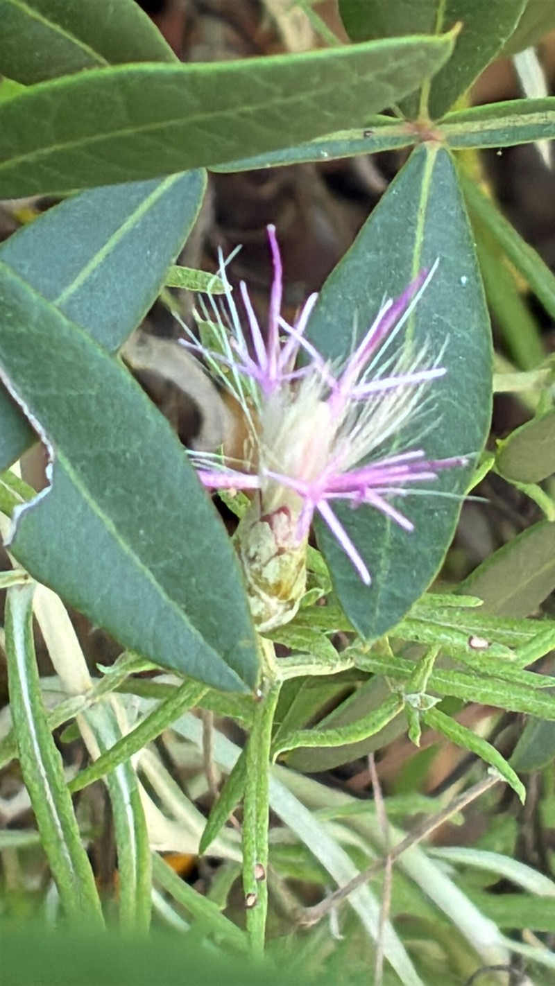 Staehelina dubia photo 2