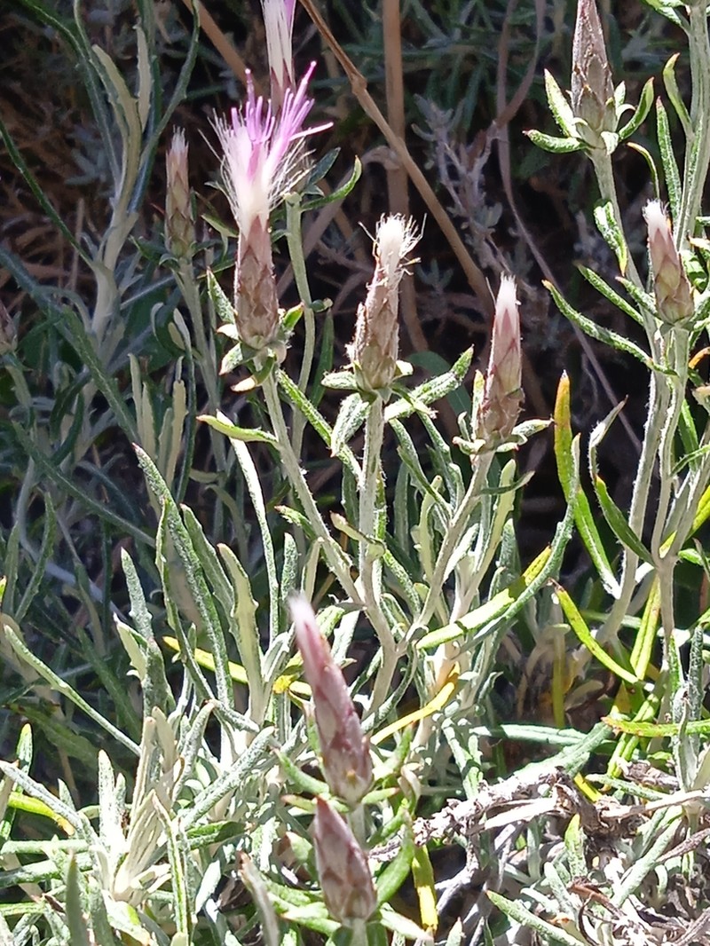 Staehelina dubia photo 4