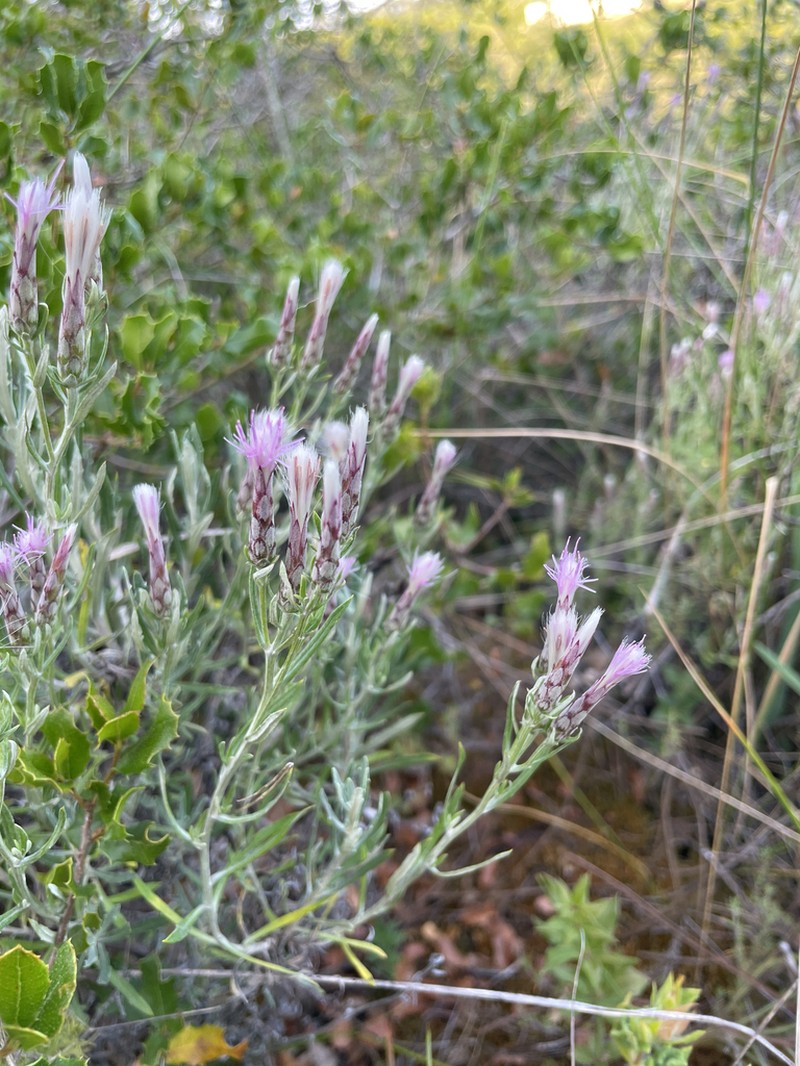 Staehelina dubia photo 5