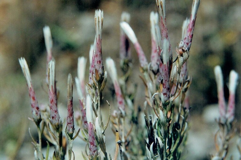Staehelina dubia photo 6