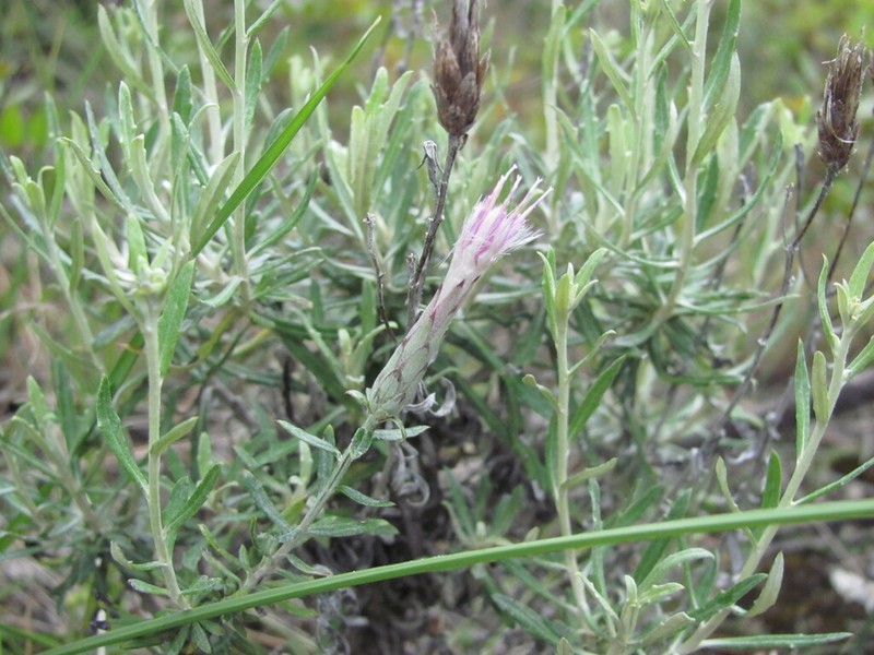 Staehelina dubia photo 8
