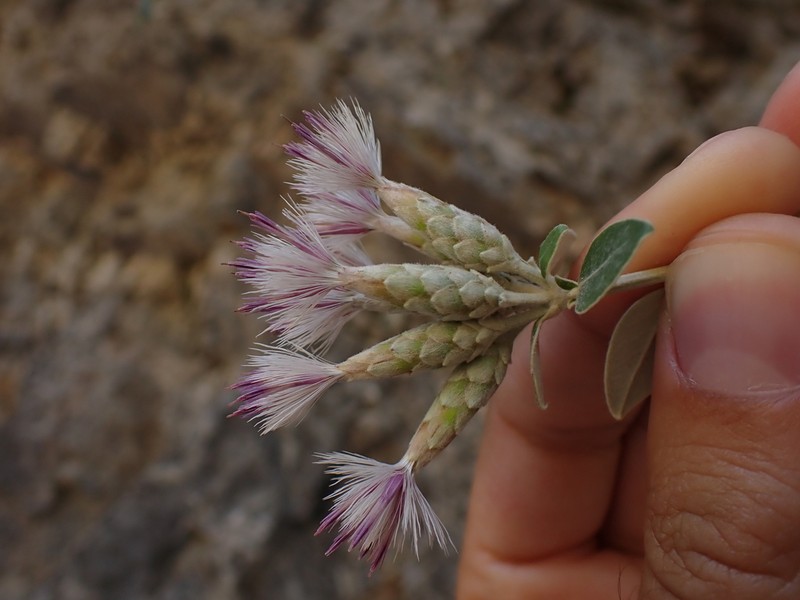 Staehelina petiolata photo 2