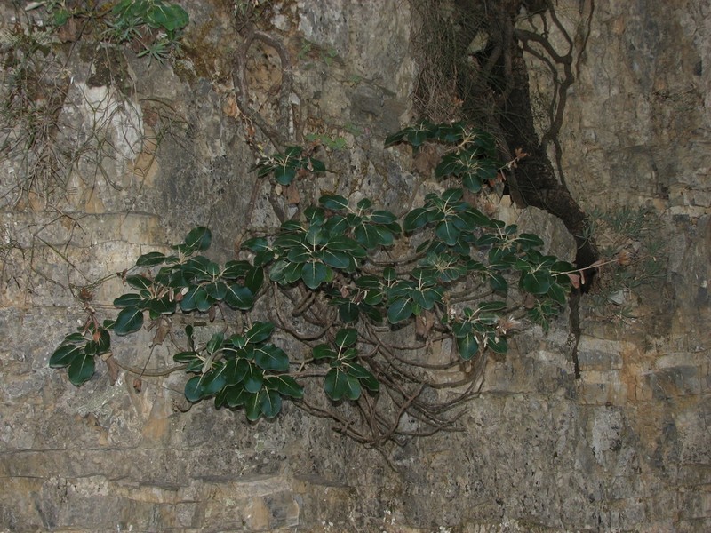 Staehelina petiolata photo 3