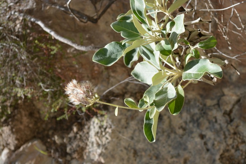 Staehelina petiolata photo 4