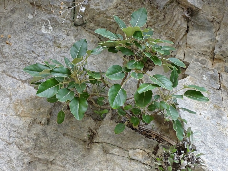 Staehelina petiolata photo 5