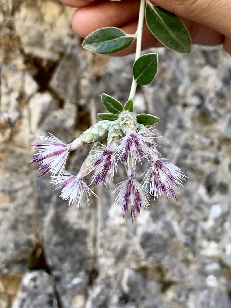 Staehelina petiolata photo 6