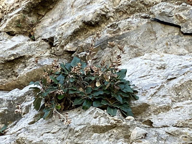 Staehelina petiolata photo 7
