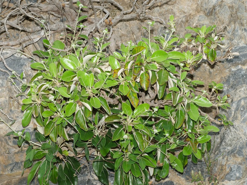Staehelina petiolata photo 8
