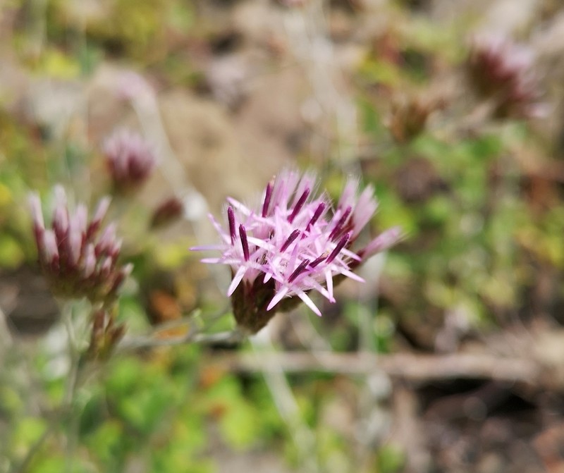 Staehelina uniflosculosa
