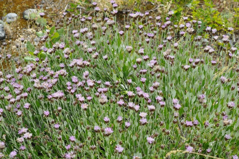 Staehelina uniflosculosa photo 2