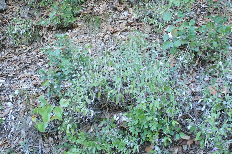 Staehelina uniflosculosa photo 3