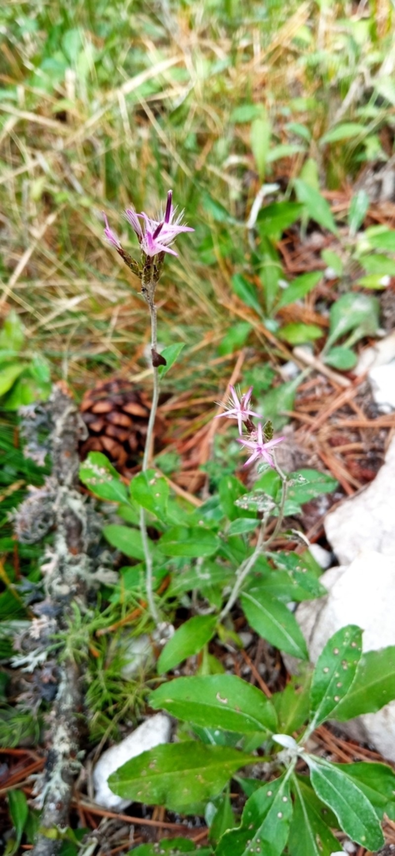 Staehelina uniflosculosa photo 4