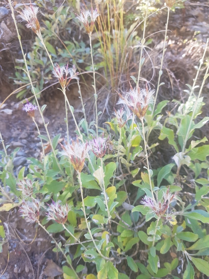 Staehelina uniflosculosa photo 5