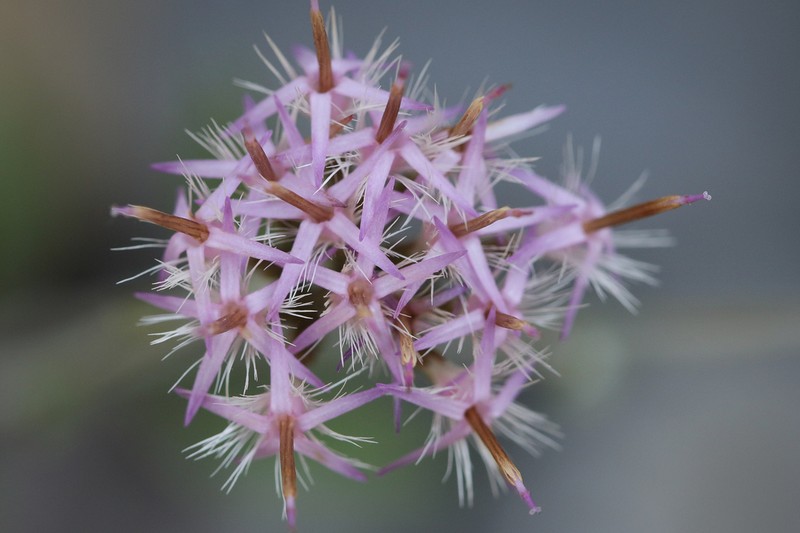 Staehelina uniflosculosa photo 6